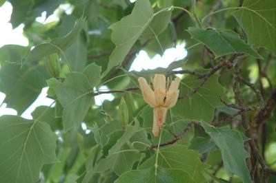 <i>Liriodendron tulipifera</i>