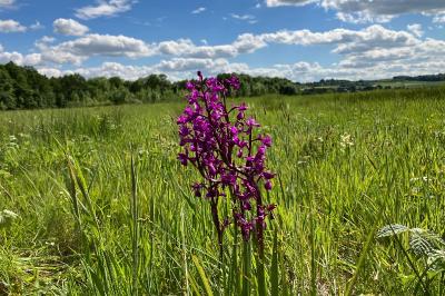 <i>Anacamptis laxiflora</i>