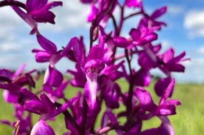 <i>Anacamptis laxiflora</i>