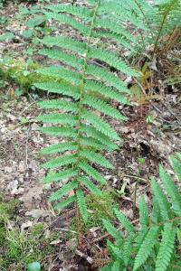 <i>Polystichum setiferum</i>