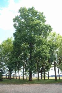<i>Liriodendron tulipifera</i>