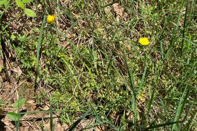 <i>Ranunculus paludosus</i>
