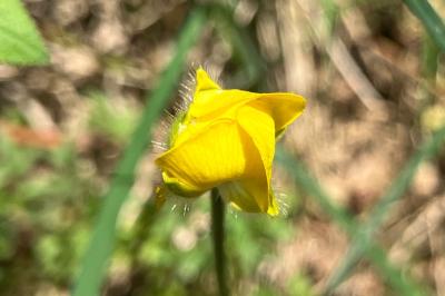 <i>Ranunculus paludosus</i>