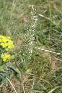 <i>Koeleria macrantha</i>