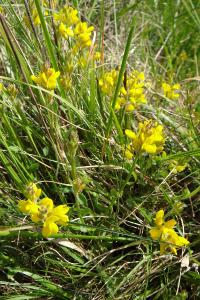 <i>Genista sagittalis</i>
