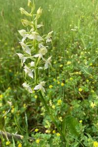 <i>Platanthera chlorantha</i>