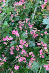 <i>Crataegus monogyna</i>