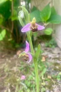 <i>Ophrys apifera</i>