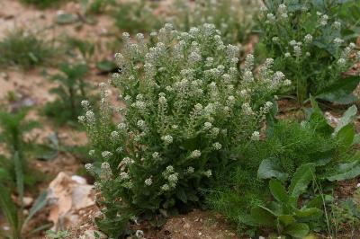 <i>Lepidium campestre</i>