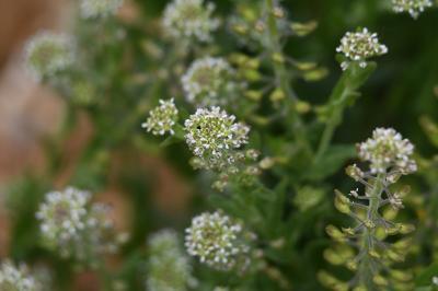 <i>Lepidium campestre</i>
