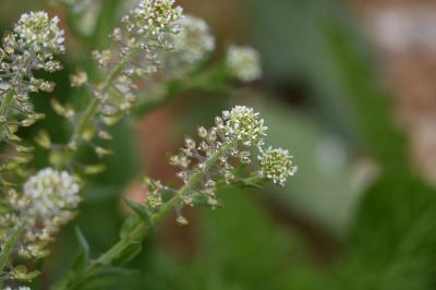 <i>Lepidium campestre</i>