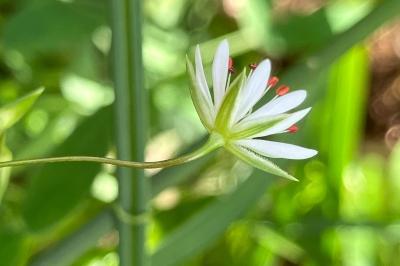 <i>Stellaria graminea</i>