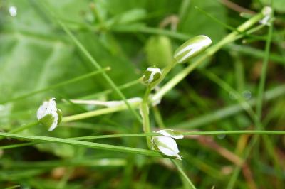 <i>Ornithogalum</i>