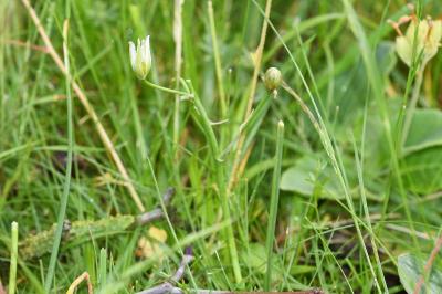 <i>Ornithogalum</i>