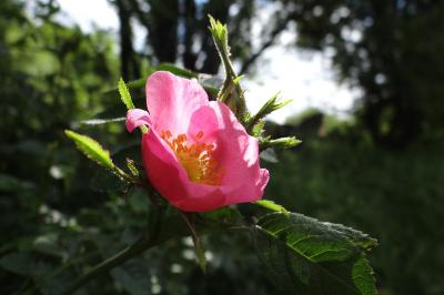 <i>Rosa rubiginosa</i>