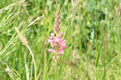 <i>Onobrychis viciifolia</i>