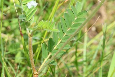 <i>Onobrychis viciifolia</i>