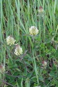 <i>Trifolium ochroleucon</i>