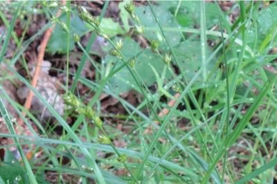 Carex divulsa