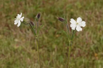 <i>Silene latifolia</i>