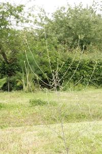 <i>Sisymbrium officinale</i>
