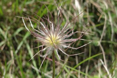 <i>Pulsatilla vulgaris</i>