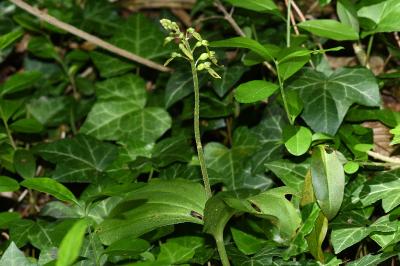 <i>Neottia ovata</i>