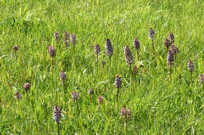 <i>Orchis purpurea</i>