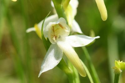 <i>Platanthera chlorantha</i>