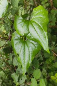 <i>Dioscorea communis</i>