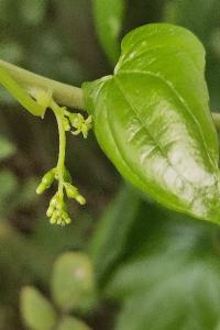 <i>Dioscorea communis</i>