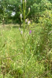 <i>Campanula rapunculus</i>