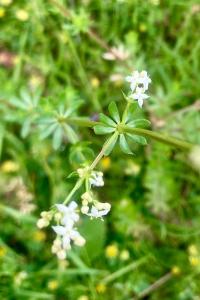 <i>Galium mollugo</i>