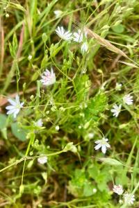 <i>Stellaria graminea</i>