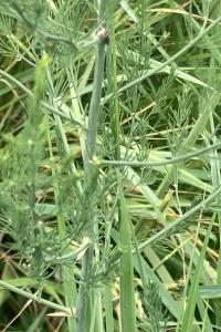 <i>Asparagus officinalis</i>