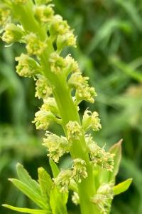 <i>Reseda luteola</i>
