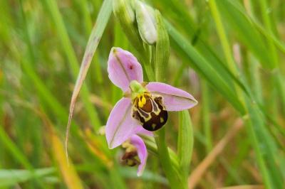 <i>Ophrys apifera</i>