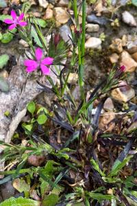 <i>Dianthus armeria</i>