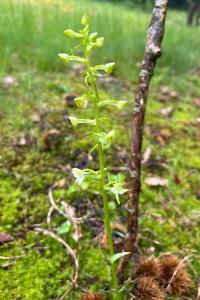 <i>Platanthera bifolia</i>