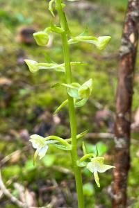 <i>Platanthera chlorantha</i>