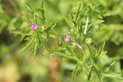 <i>Geranium dissectum</i>