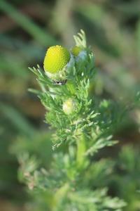 <i>Matricaria discoidea</i>