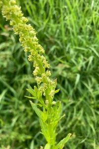 <i>Reseda luteola</i>