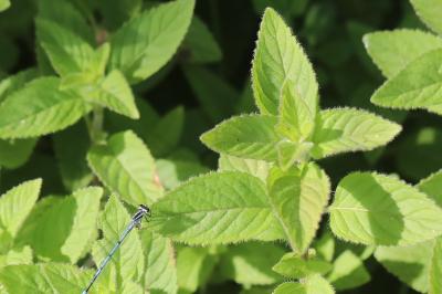 <i>Mentha arvensis</i>