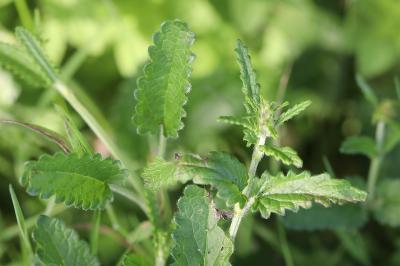 <i>Betonica officinalis</i>