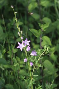 <i>Campanula rapunculus</i>