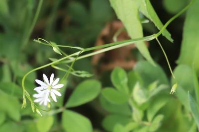 <i>Stellaria graminea</i>