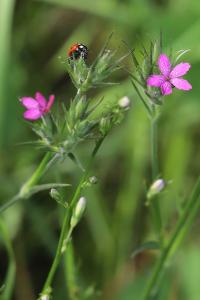 <i>Dianthus armeria</i>