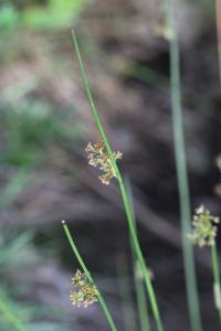 <i>Juncus effusus</i>