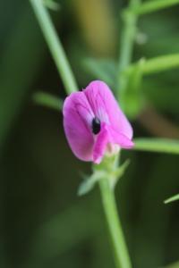 <i>Vicia sativa</i>
